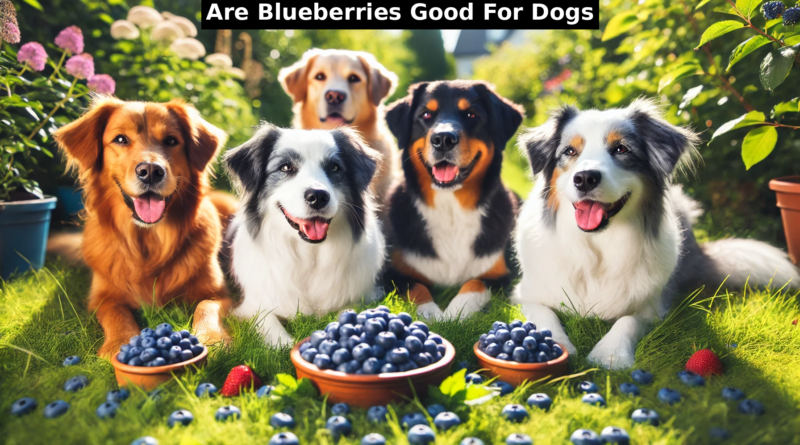 are blueberries good for dogs